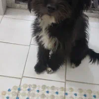 سگ وشاه طوطی