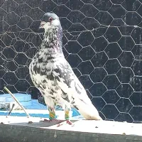 کفتر گرفتنی