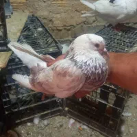 معاوزه کفتر نر با ماده|پرنده|کرج, انبار مپنا|دیوار