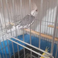 یک جفت عروس هلندی مولدوایت فیس نر لوتینوماده|پرنده|قم, شهرک امام حسین|دیوار