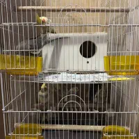 عروس هلندی مولد رام