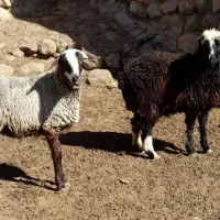 ۲تابره ماده