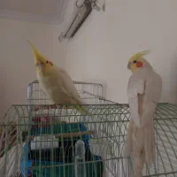 جفت عروس مولد