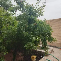 خونه باغ بسیاز زیبا ونقلی طزرجان|فروش خانه و ویلا|تفت, |دیوار