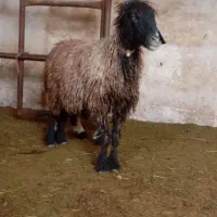 میش بره دار