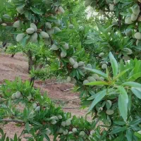 سالم و پرحجم ریشه دار