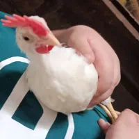 جوجه خروس خانگی