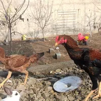 مرغ و خروس لاری|حیوانات مزرعه|اشنویه, |دیوار