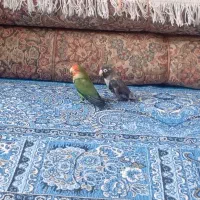 خرید و فروش جوجه مولد|پرنده|کرمان, |دیوار
