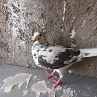 ماده سار المانی