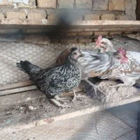 مرغ گلین و لری