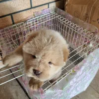 واگذاری توله چاوچاو پوزه فلت دو ماهه|سگ|بابل, |دیوار