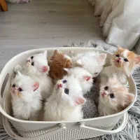 گربه پرشین ناز و خاص