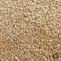 گندم علی اباد