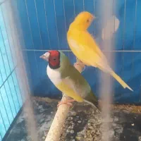 فنچ گلدین|پرنده|اصفهان, گلستان|دیوار