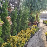 کاشتن گل و گیاه داخل باغ،باغچه،گلدان با تنوع بالا