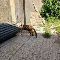 گمشده ۲۰ میلیون مژدگانی|گربه|بروجرد, |دیوار