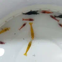 میگو زینتی|ماهی|ملایر, |دیوار