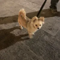 سگ خانگی بسیار زیبا