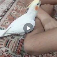 پرنده عروس هلندی گمشده