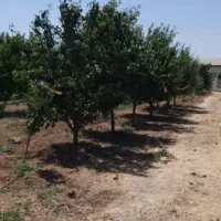 باغ-همه-نوع-میوه-مقدار-1500متر-هم-فروخته-میشود