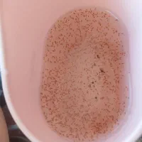 دافنی غذای زنده ماهی