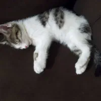 واگذاری|گربه|مهاجران, |دیوار