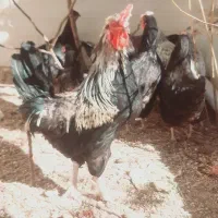 خروس سیاه محلی