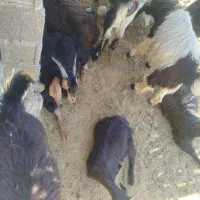 کهره