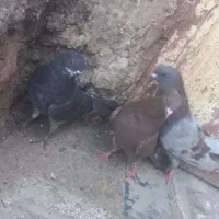 تعداد کبوتر