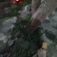 گل یوکا|گل و گیاه طبیعی|خمام, |دیوار