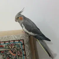 عروس هلندی اهلی