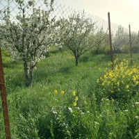 باغ|فروش زمین و ملک کلنگی|تبریز, |دیوار