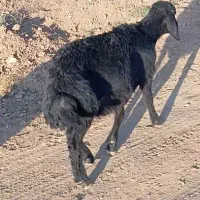 بره نر قره قزل دامازلخ آینده دار