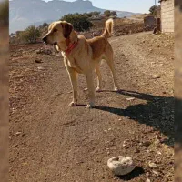 فروش سگ نژاد دار|سگ|دشت ذهاب, |دیوار