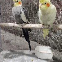 عروس هلندی|پرنده|ماسال, |دیوار