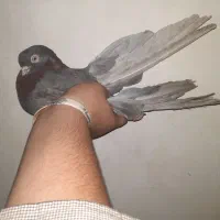 کفتر