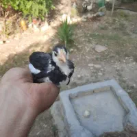 تخم نطفه دار و جوجه گلین پنگوئنی