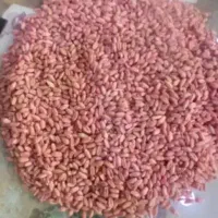 گندم مهرگان سم زده