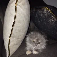 نقره خانم ۷۰ روزه