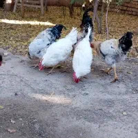 خروس|حیوانات مزرعه|محلات, |دیوار