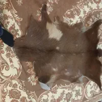 پوست بز|حیوانات مزرعه|اصفهان, شاهد|دیوار