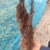 نهال کیوی تلخ|خدمات باغبانی و درختکاری|حویق, |دیوار