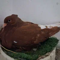 تعداد ۱۰۰عدد دم سفید کرمونی