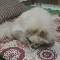 پامر سفید ماده|سگ|پرند, فاز ۴|دیوار