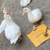 مرغابی اسرائیلی