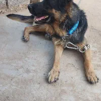 سگ ژرمن|سگ|بیدشهر, |دیوار