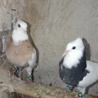کفتر|پرنده|تهران, کاشانک|دیوار