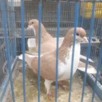 پلاس لاهوری زرد