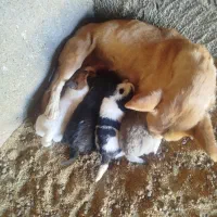 پاکوتاه گوش تیز|سگ|کاشمر, |دیوار